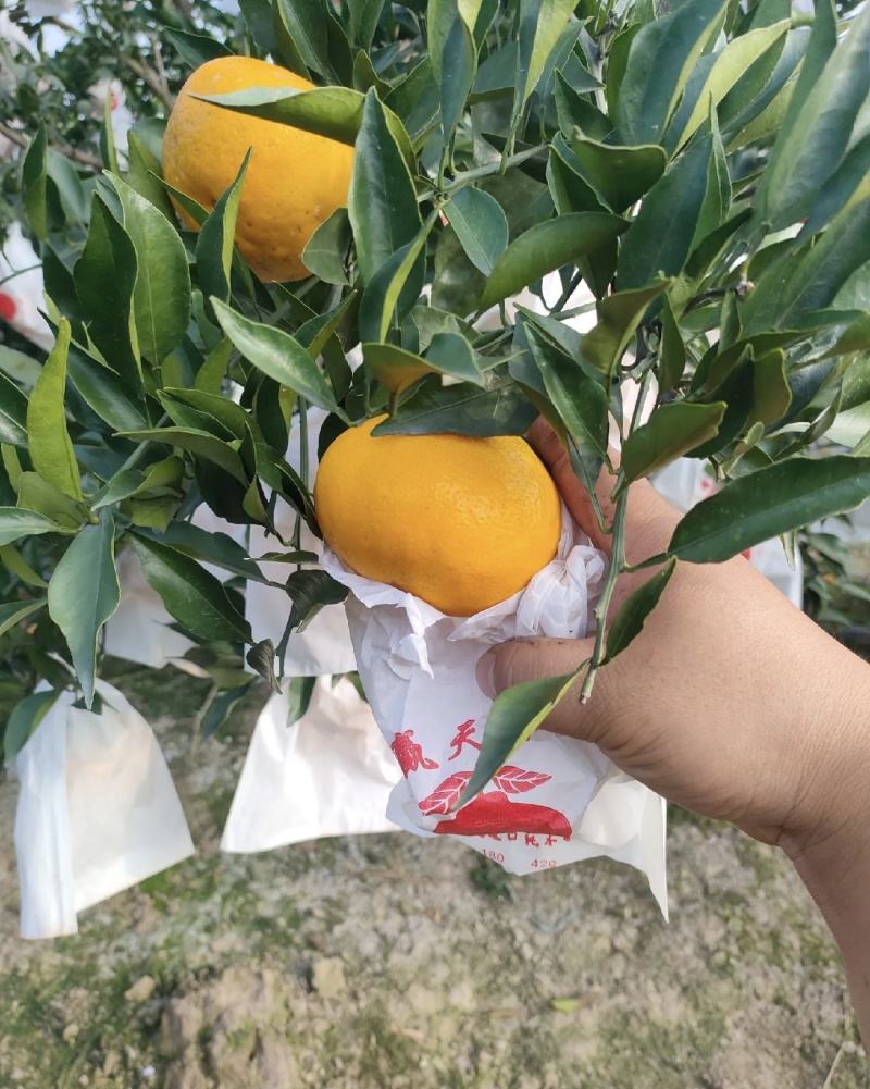 芦柑大量有货基地直供现摘现发甜度高品质优可对接市场商超