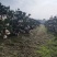 芦柑大量有货基地直供现摘现发甜度高品质优可对接市场商超