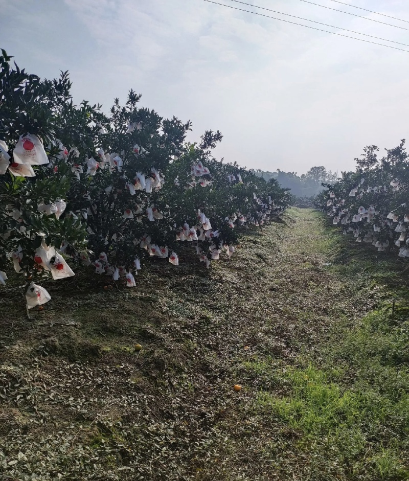 芦柑大量有货基地直供现摘现发甜度高品质优可对接市场商超