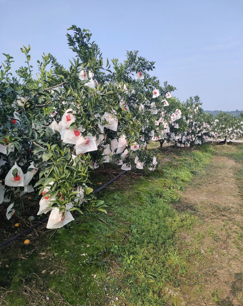 芦柑大量有货基地直供现摘现发甜度高品质优可对接市场商超