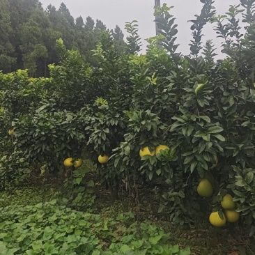 柚子树