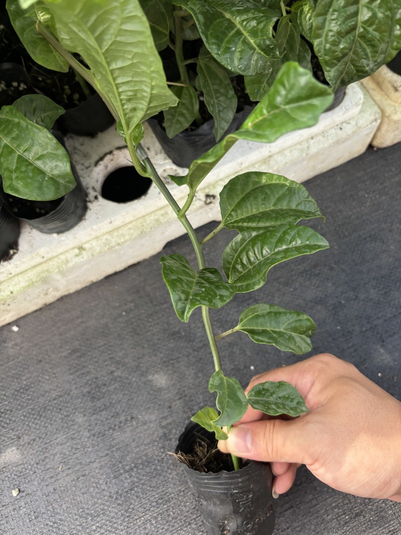 钦蜜九号百香果嫁接苗
