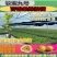 钦蜜九号百香果嫁接苗