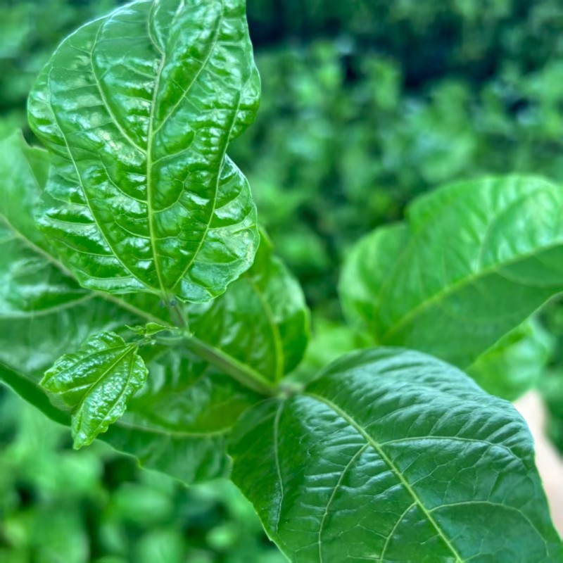 钦蜜九号百香果嫁接苗