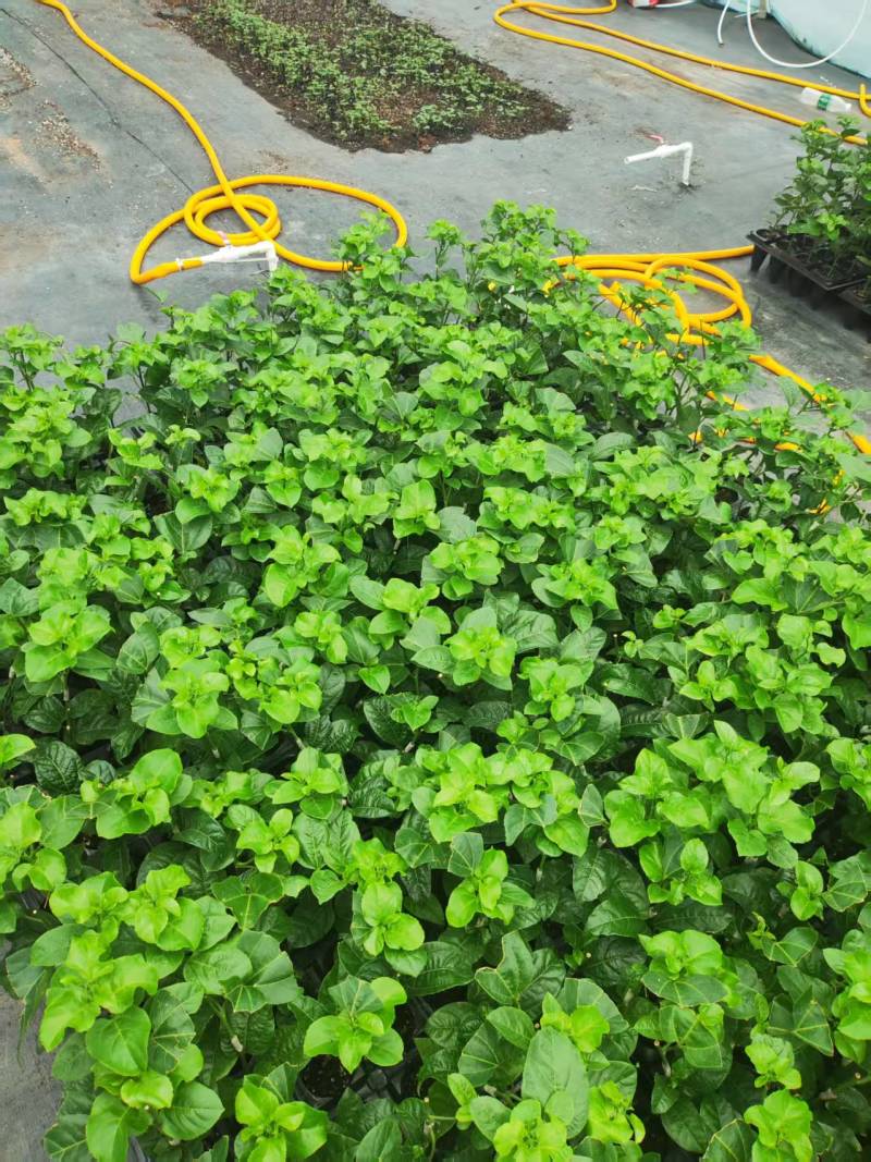 钦蜜九号百香果嫁接苗