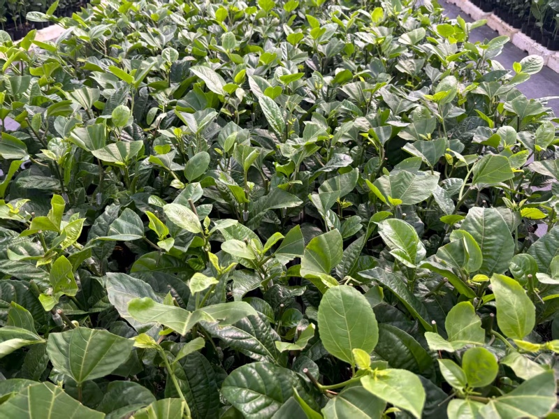 钦蜜九号百香果嫁接苗