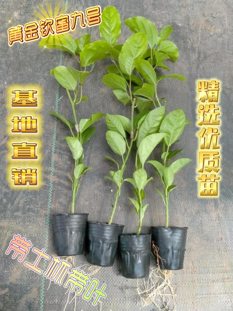 钦蜜九号百香果嫁接苗