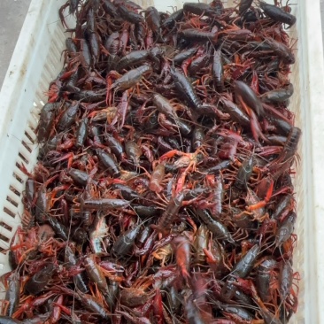 潜江清水小龙虾精品货源深水养殖