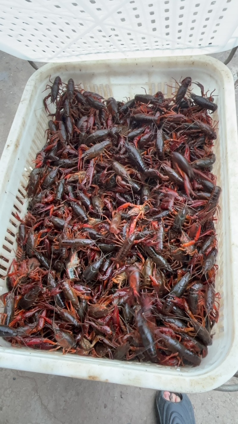 潜江清水小龙虾精品货源深水养殖