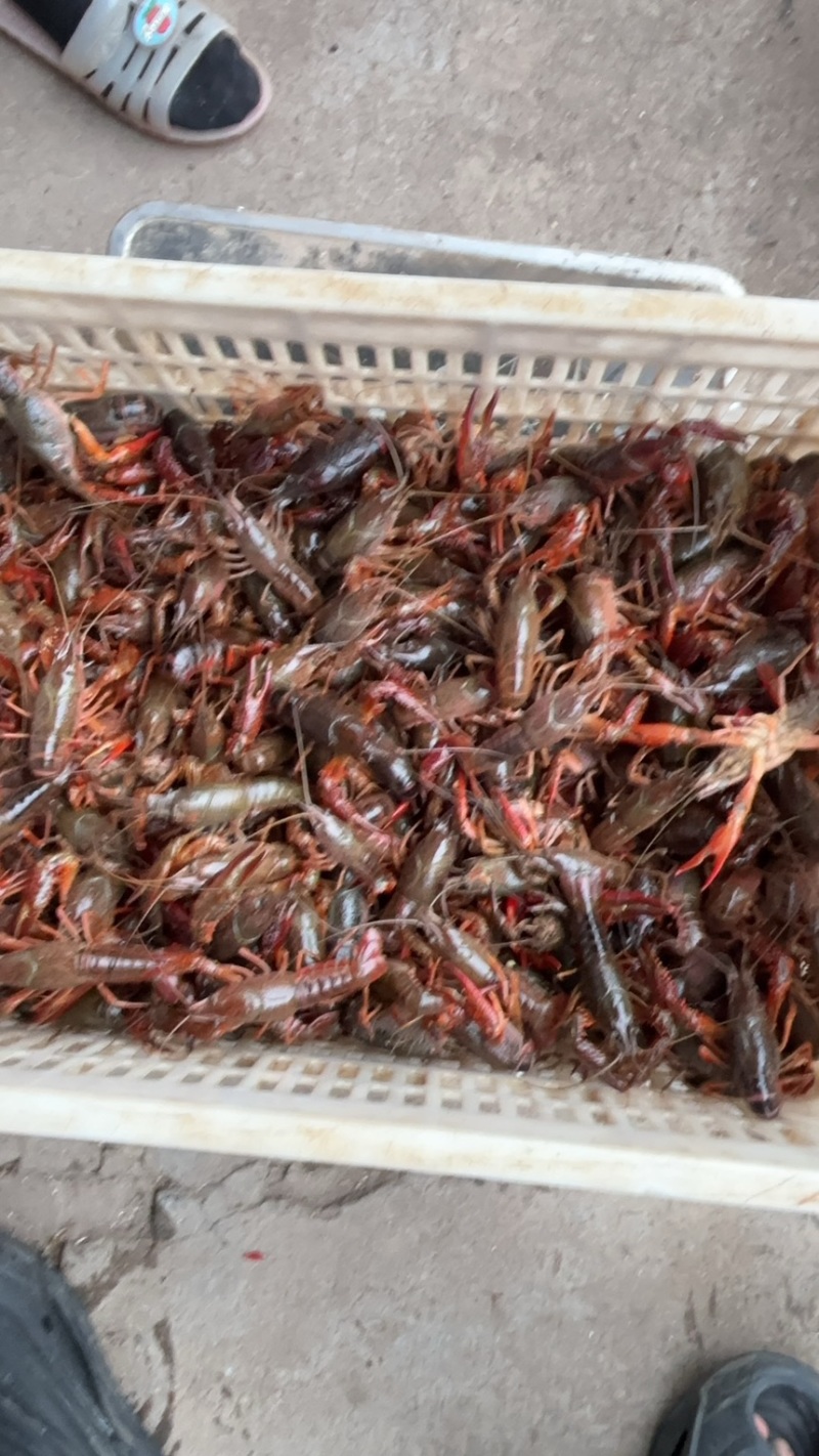 潜江清水小龙虾精品货源深水养殖