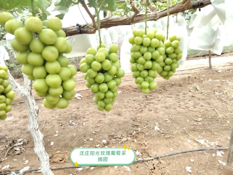 正宗黄色透亮的阳光玫瑰葡萄，自带果香，产地直采