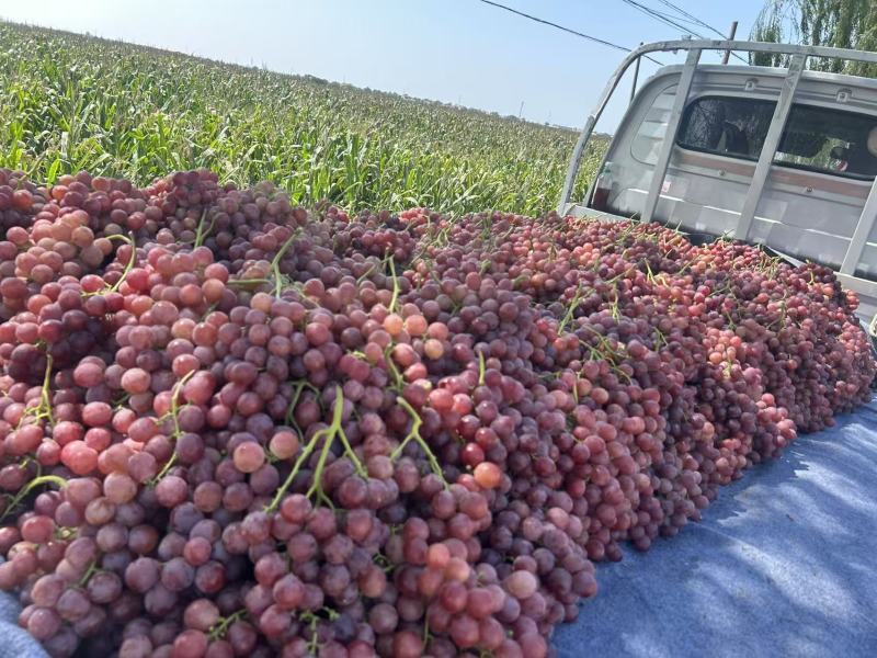 陕西咸阳葡萄基地大量葡萄红提大量上市保质保量红提