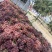陕西咸阳葡萄基地大量葡萄红提大量上市保质保量红提