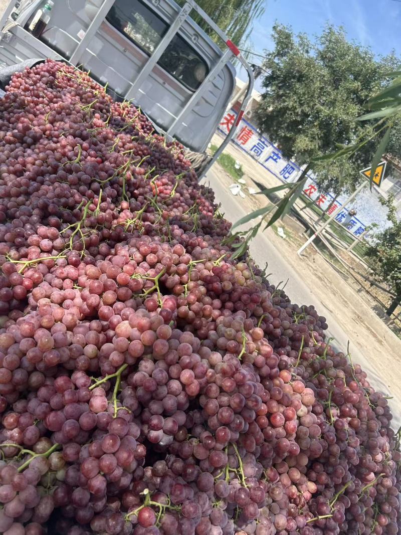 陕西咸阳葡萄基地大量葡萄红提大量上市保质保量红提