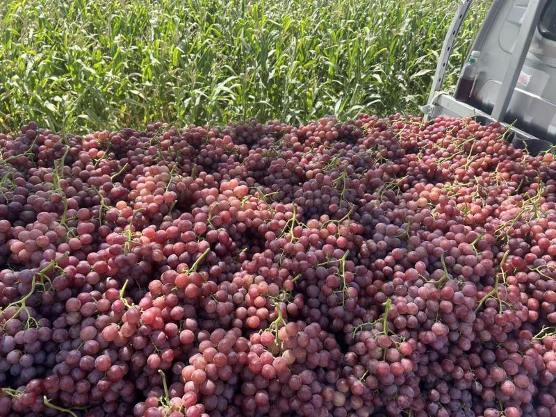陕西咸阳葡萄基地大量葡萄红提大量上市保质保量红提