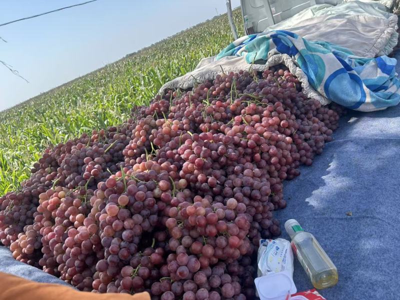 陕西咸阳葡萄基地大量葡萄红提大量上市保质保量红提