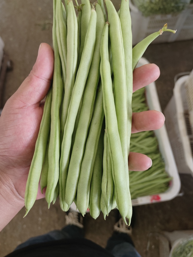 四季豆，小金豆，产地发货，一年四季有货