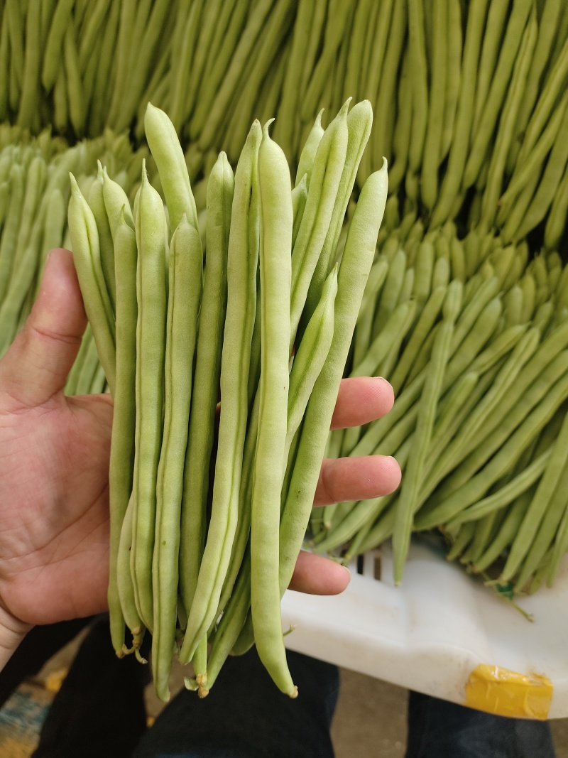 四季豆，小金豆，产地发货，一年四季有货