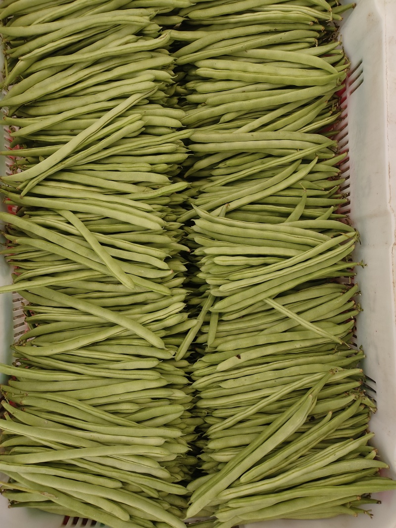 四季豆，小金豆，产地发货，一年四季有货