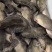 江西鳜鱼军鱼赤眼鳟