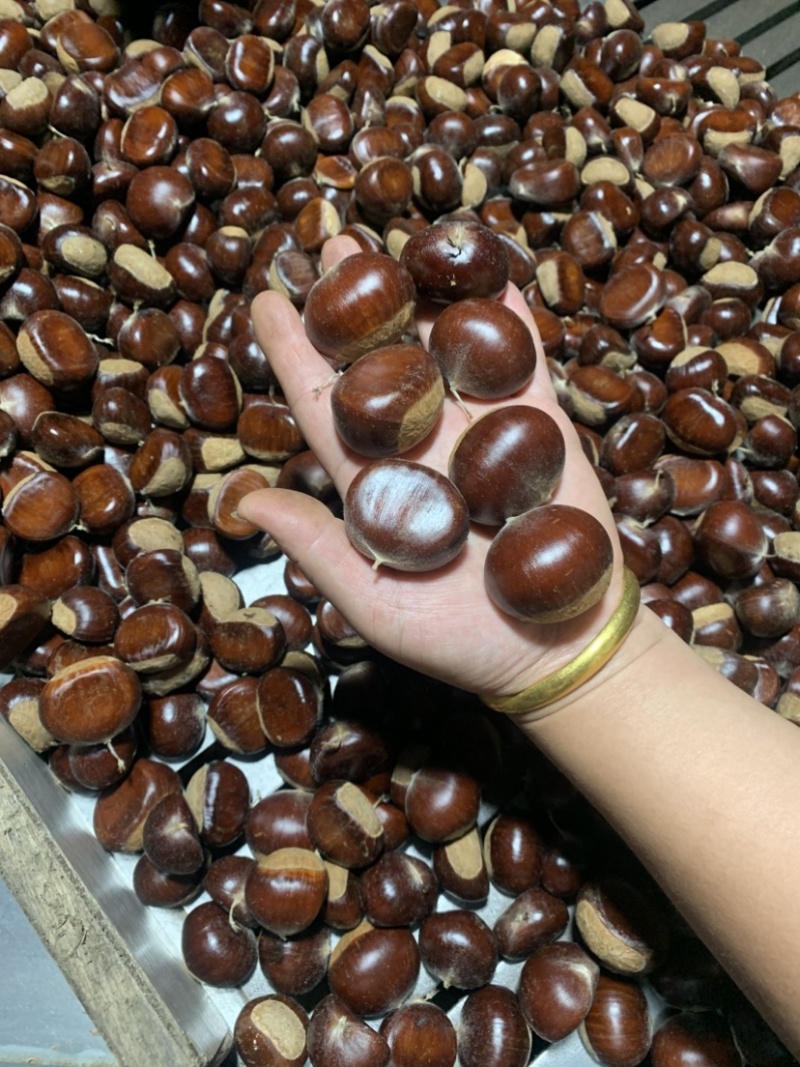 板栗大量现货欢迎收购商来收购