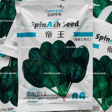 荷兰帝王菠菜种子耐寒耐抽苔抗病越冬春秋蔬菜种肉厚直立优良