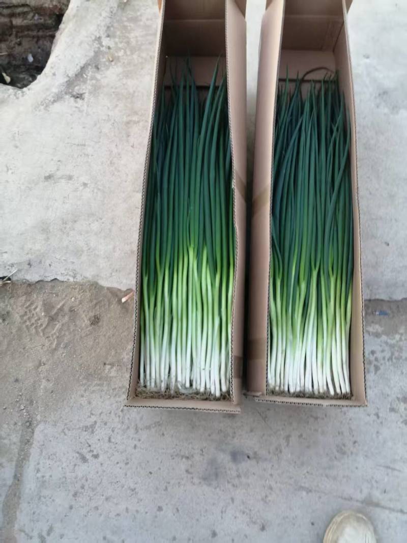 香葱看我头像