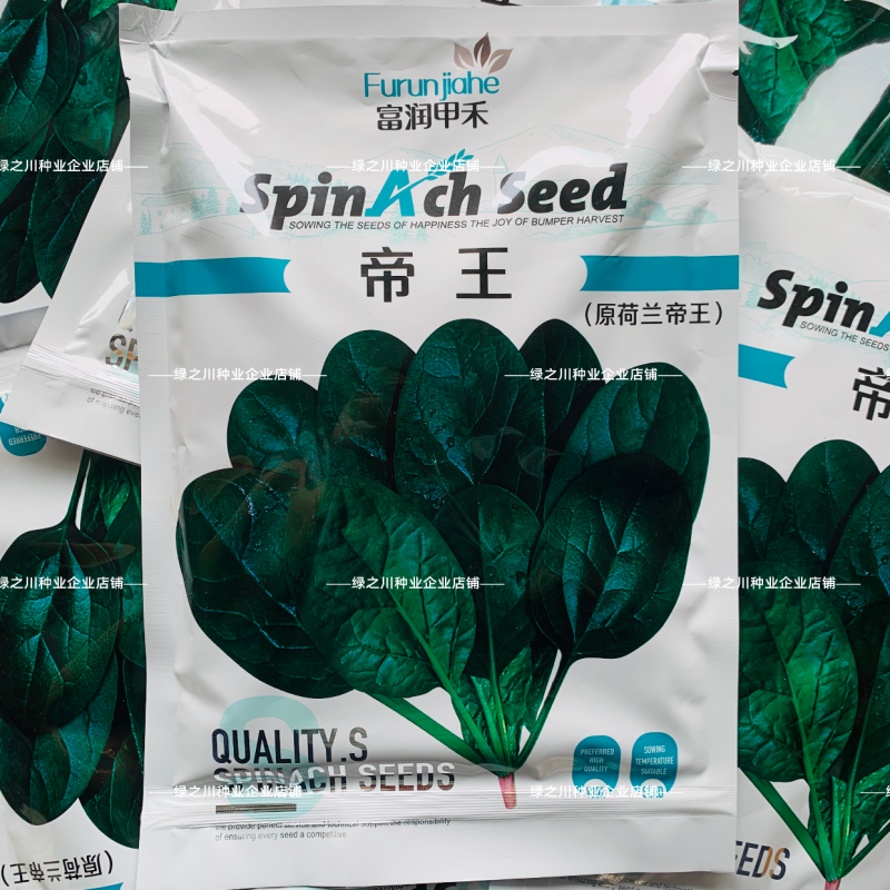 荷兰帝王菠菜种子耐寒耐抽苔抗病越冬春秋蔬菜种肉厚直立优良