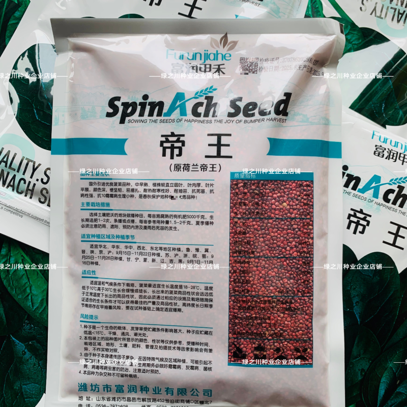 荷兰帝王菠菜种子耐寒耐抽苔抗病越冬春秋蔬菜种肉厚直立优良