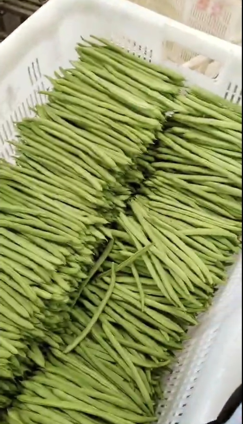 四季豆，小金豆，产地发货，一年四季有货