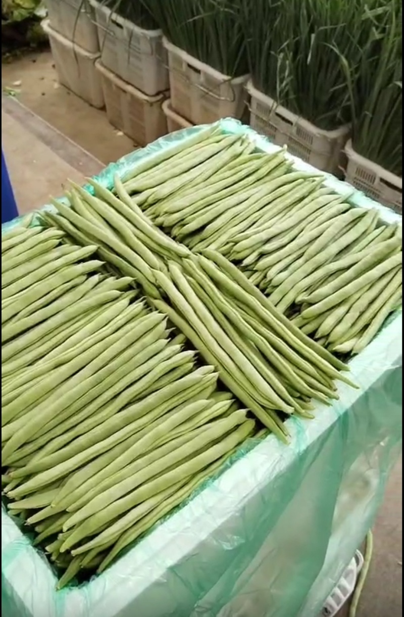四季豆，小金豆，产地发货，一年四季有货