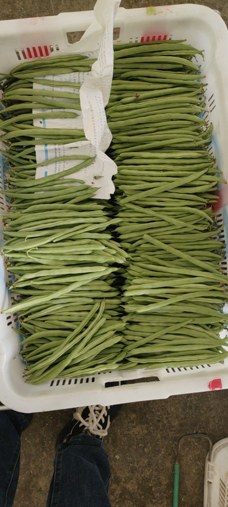 四季豆，小金豆，产地发货，一年四季有货