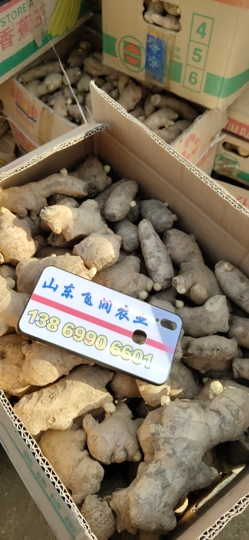 姜种批发基地丨山东脱毒催芽丨亩产过万丨小黄姜种等