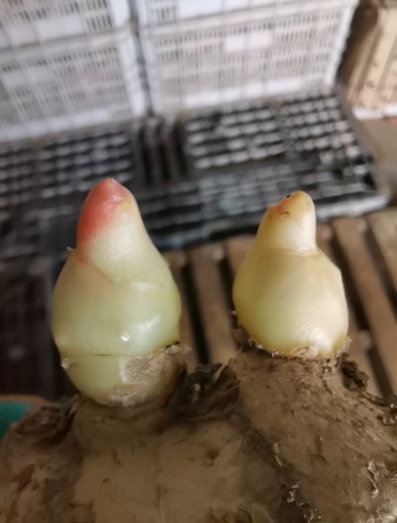 姜种批发基地丨山东脱毒催芽丨亩产过万丨小黄姜种等