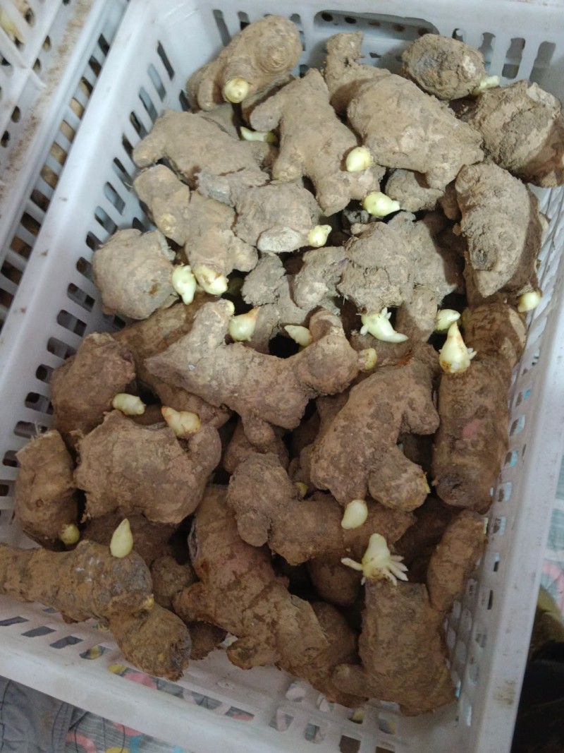 姜种批发基地丨山东脱毒催芽丨亩产过万丨小黄姜种等