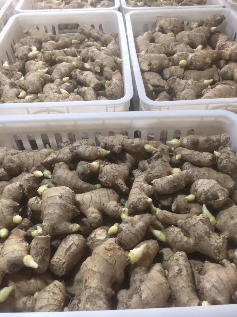 姜种批发基地丨山东脱毒催芽丨亩产过万丨小黄姜种等