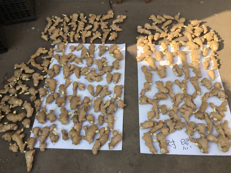 姜种批发基地丨山东脱毒催芽丨亩产过万丨小黄姜种等