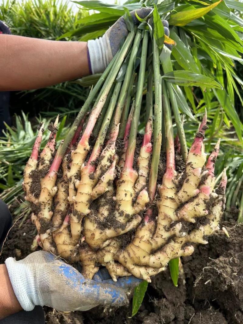 姜种批发基地丨山东脱毒催芽丨亩产过万丨小黄姜种等