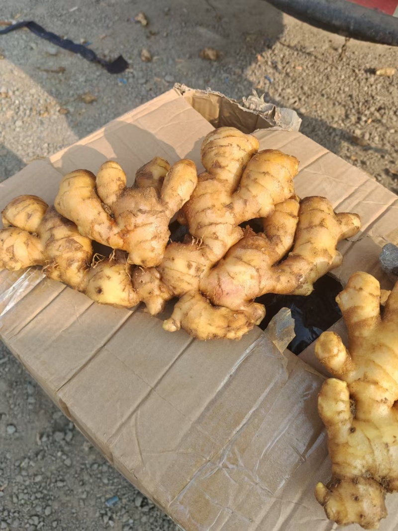 姜种批发基地丨山东脱毒催芽丨亩产过万丨小黄姜种等