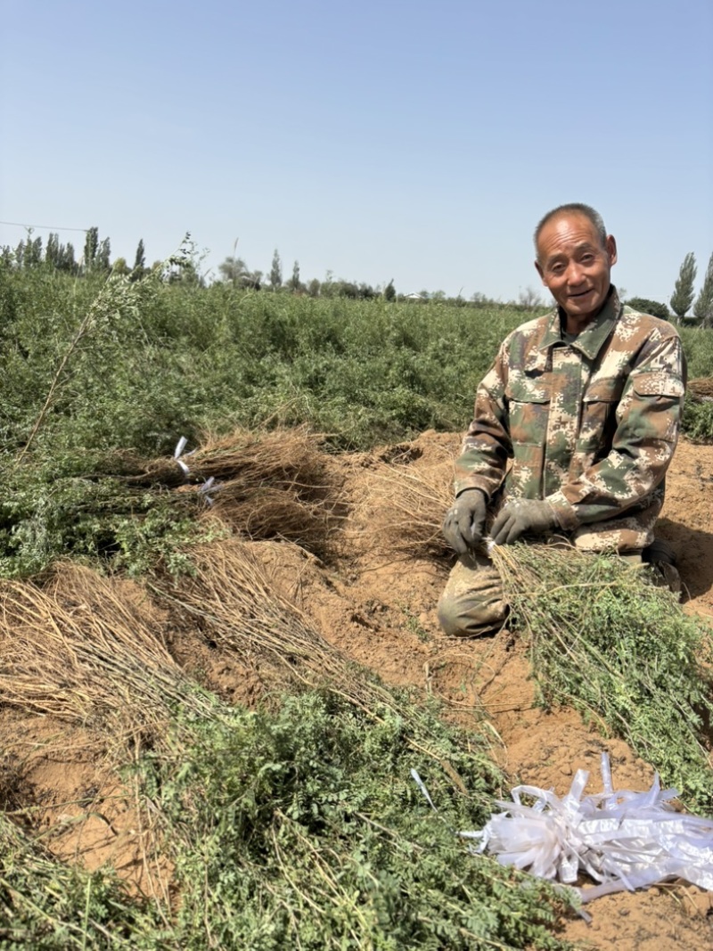 ***柠条良种繁育基地、2000亩柠条苗生产基地