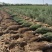 ***柠条良种繁育基地、2000亩柠条苗生产基地