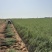 ***柠条良种繁育基地、2000亩柠条苗生产基地