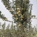 维纳斯黄金苹果