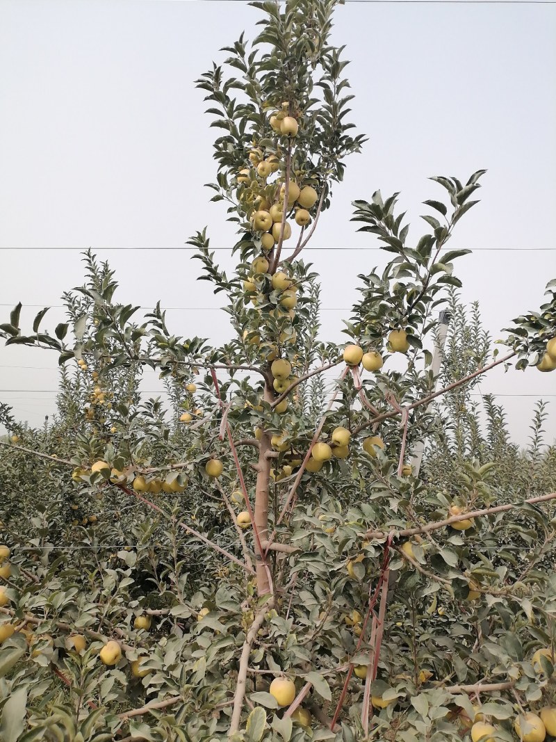 维纳斯黄金苹果