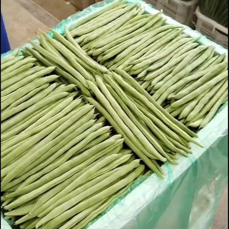 四季豆，小金豆，产地发货，一年四季有货