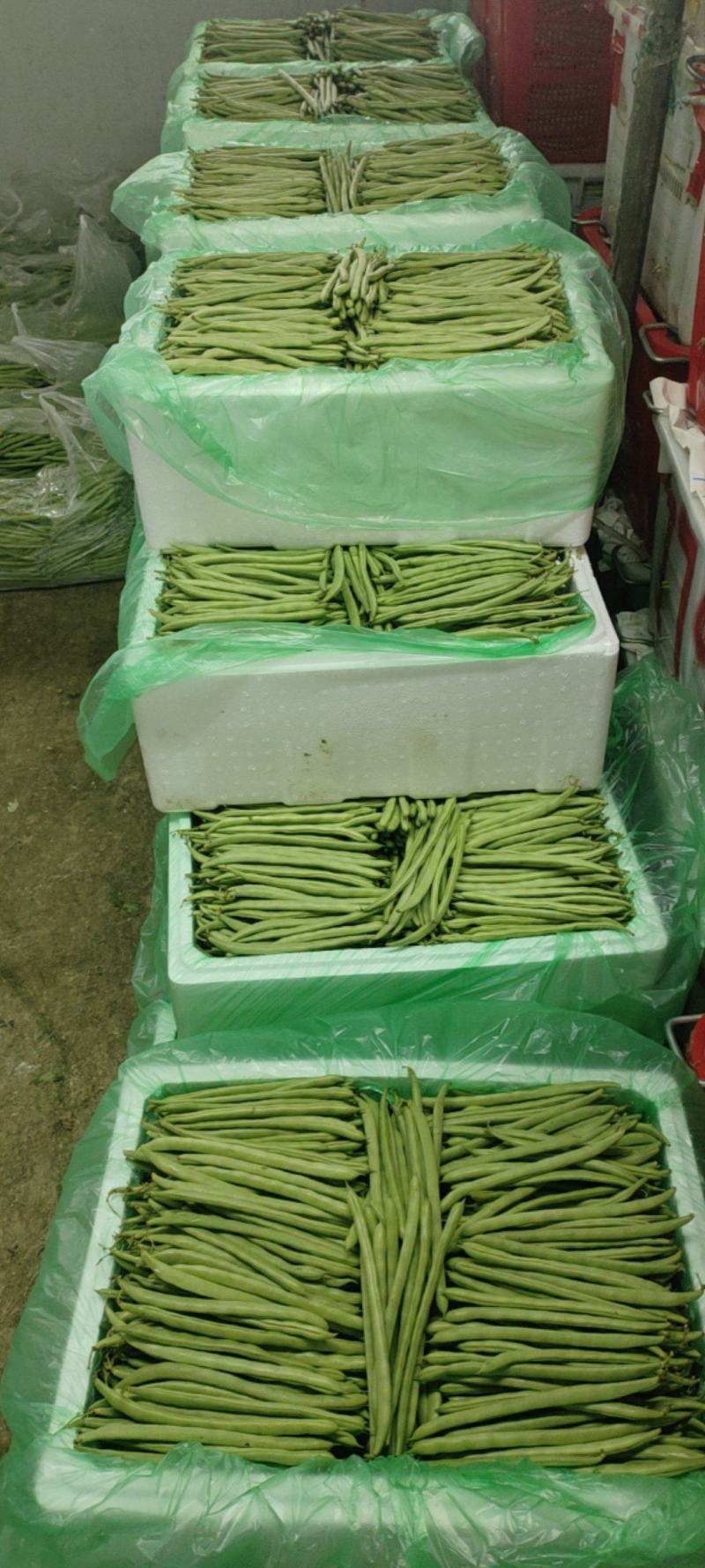 四季豆，小金豆，产地发货，一年四季有货