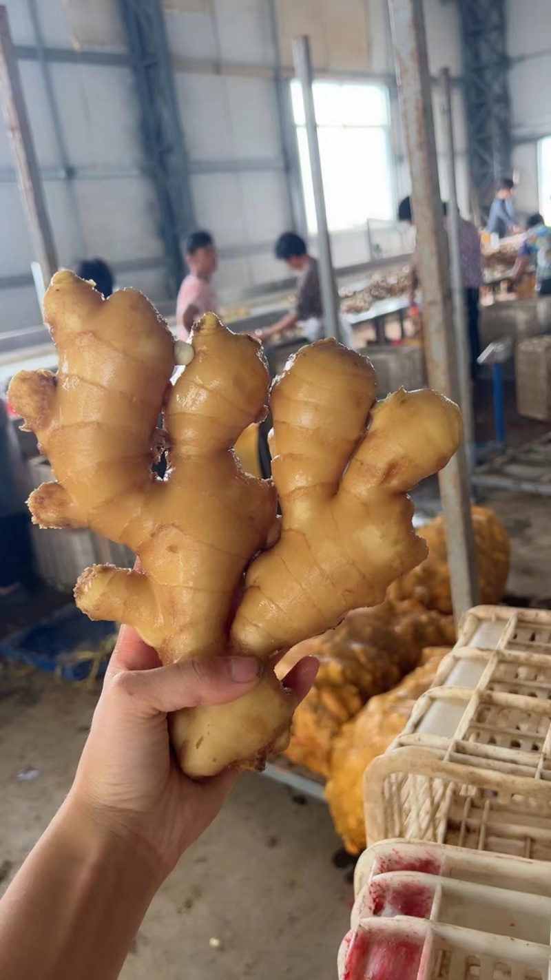 山东生姜产地丨源头直供丨出口外贸丨电商批发等欢迎咨询