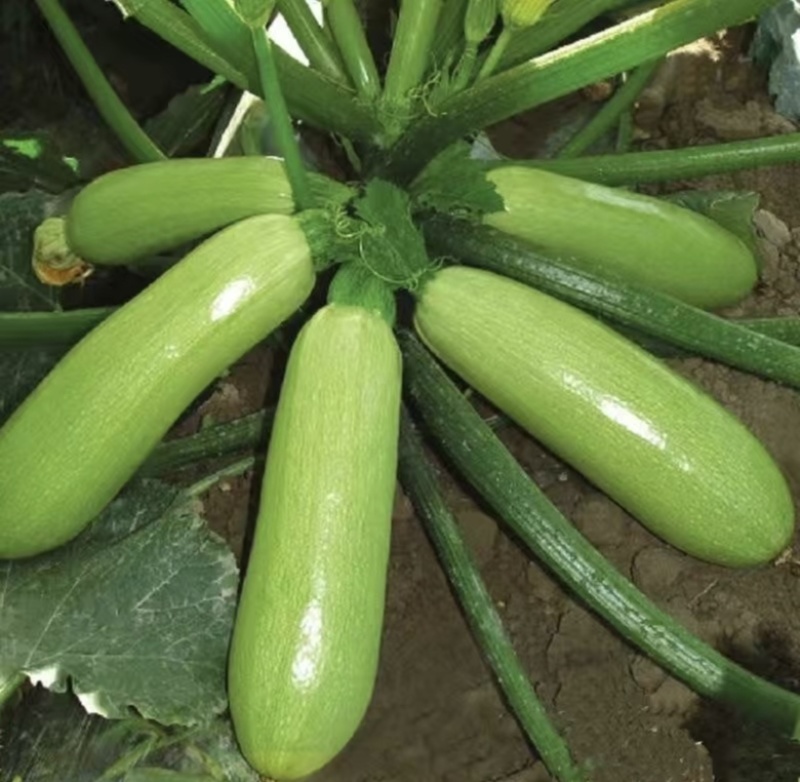 山西长子县西葫芦，绿皮西葫芦，新鲜现摘品质保证，量大从优