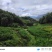贵州二黄姜