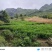 贵州二黄姜